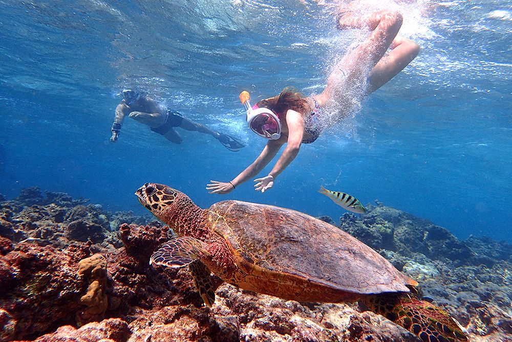 Two divers underwater admiring a sea turtle.