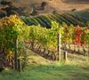 The end posts of a vineyard on Auckland’s Waiheke Island. The curving vineyards are caught in morning sunlight