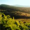 An atmospheric view of the tree-covered hills of Transylvania, Romania