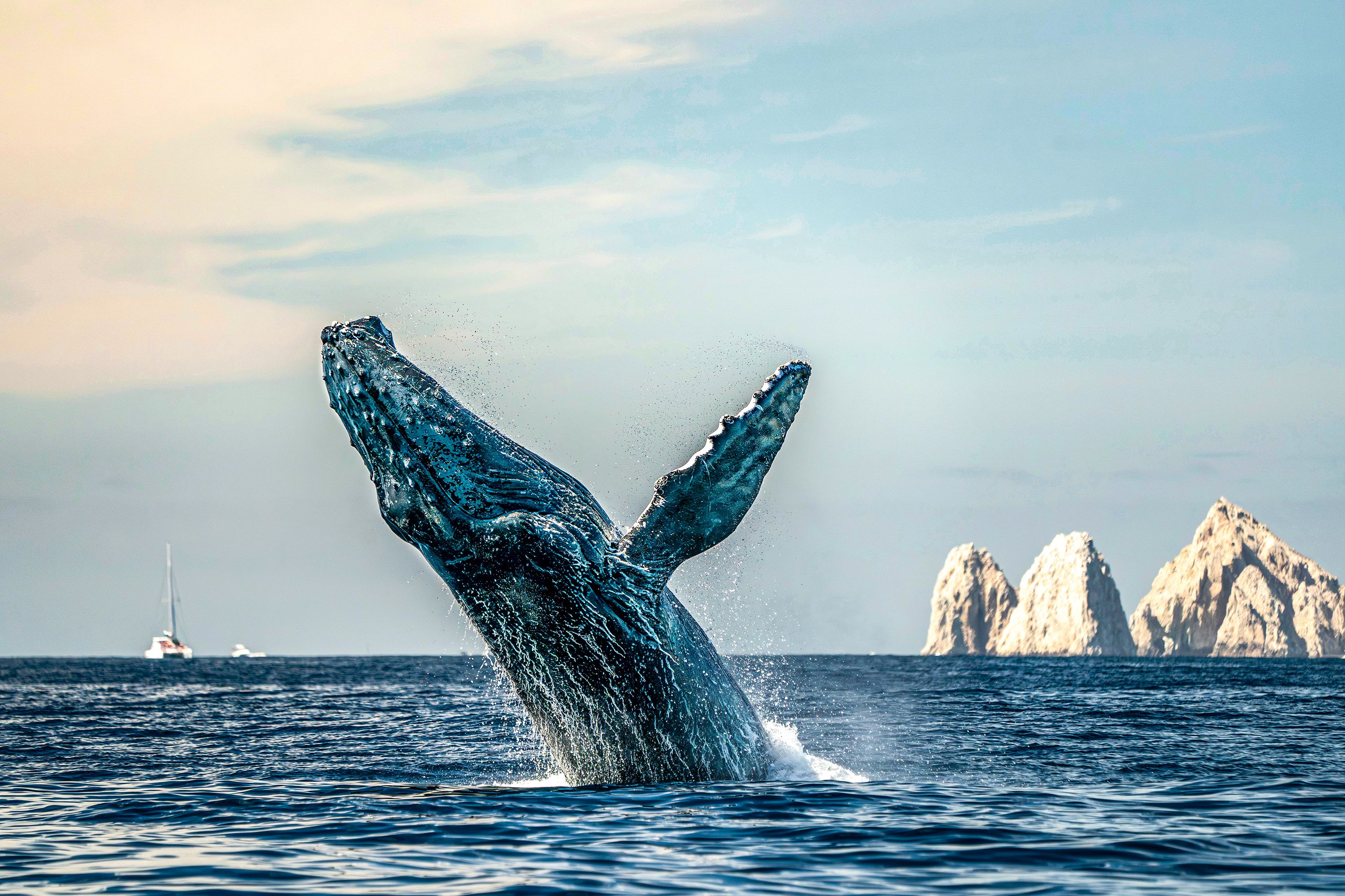 A humpback whale dramtically breaches the water with boats and stone formations in the background.