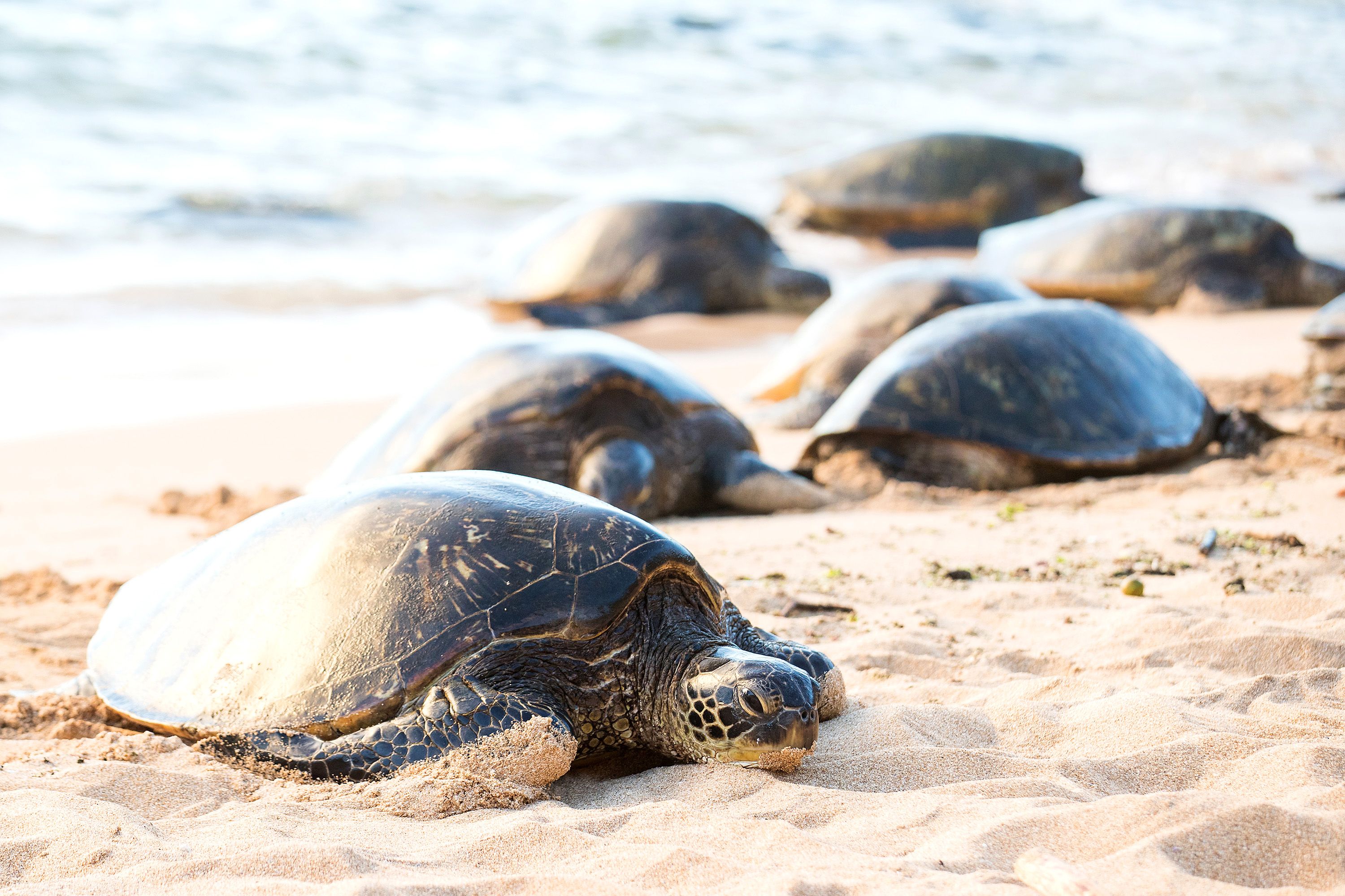 Sea turtles nest in the sand on the shore of an ocean.