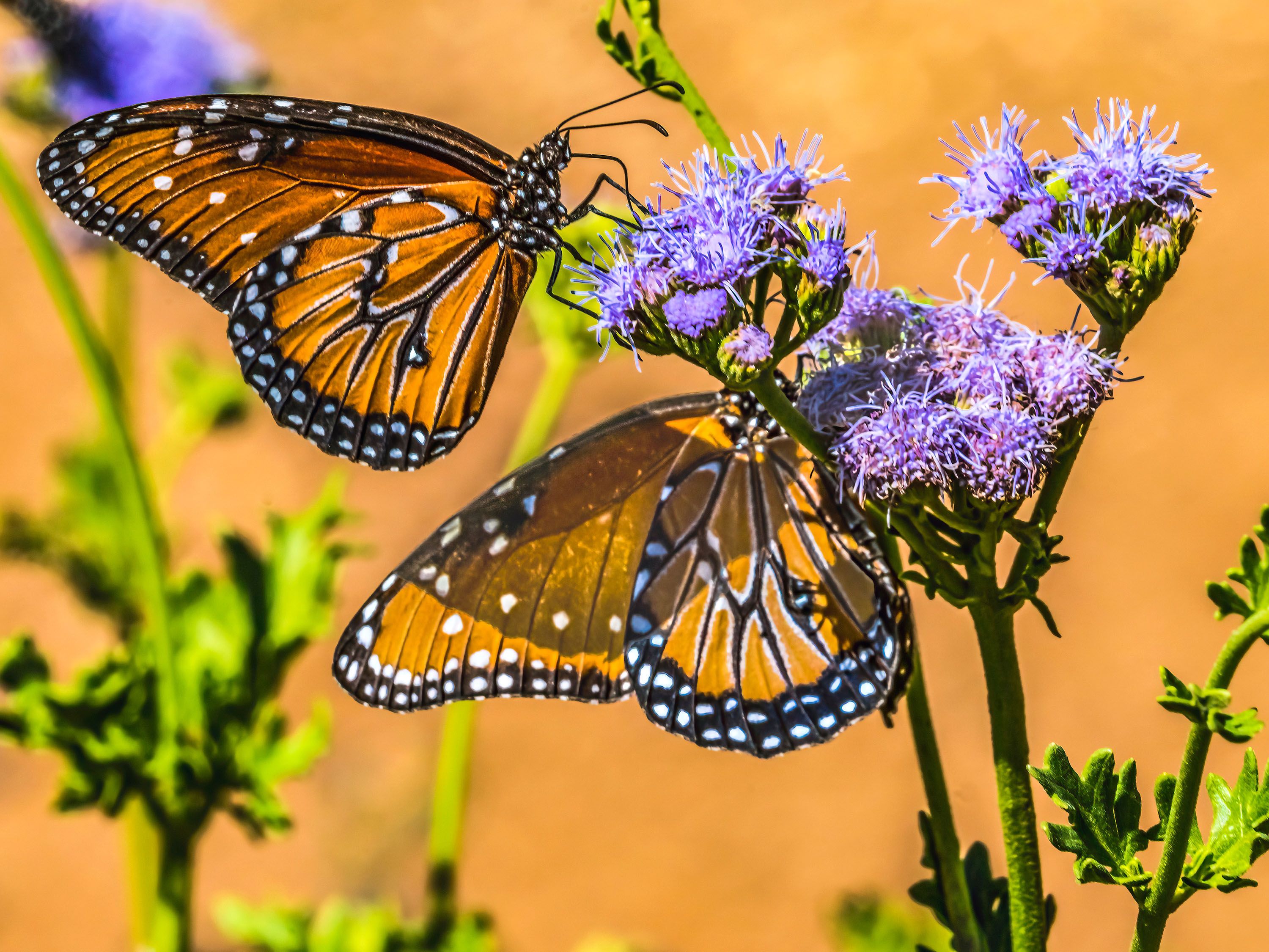 Monarch butterflies on purple flowers.