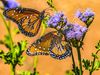Monarch butterflies on purple flowers.