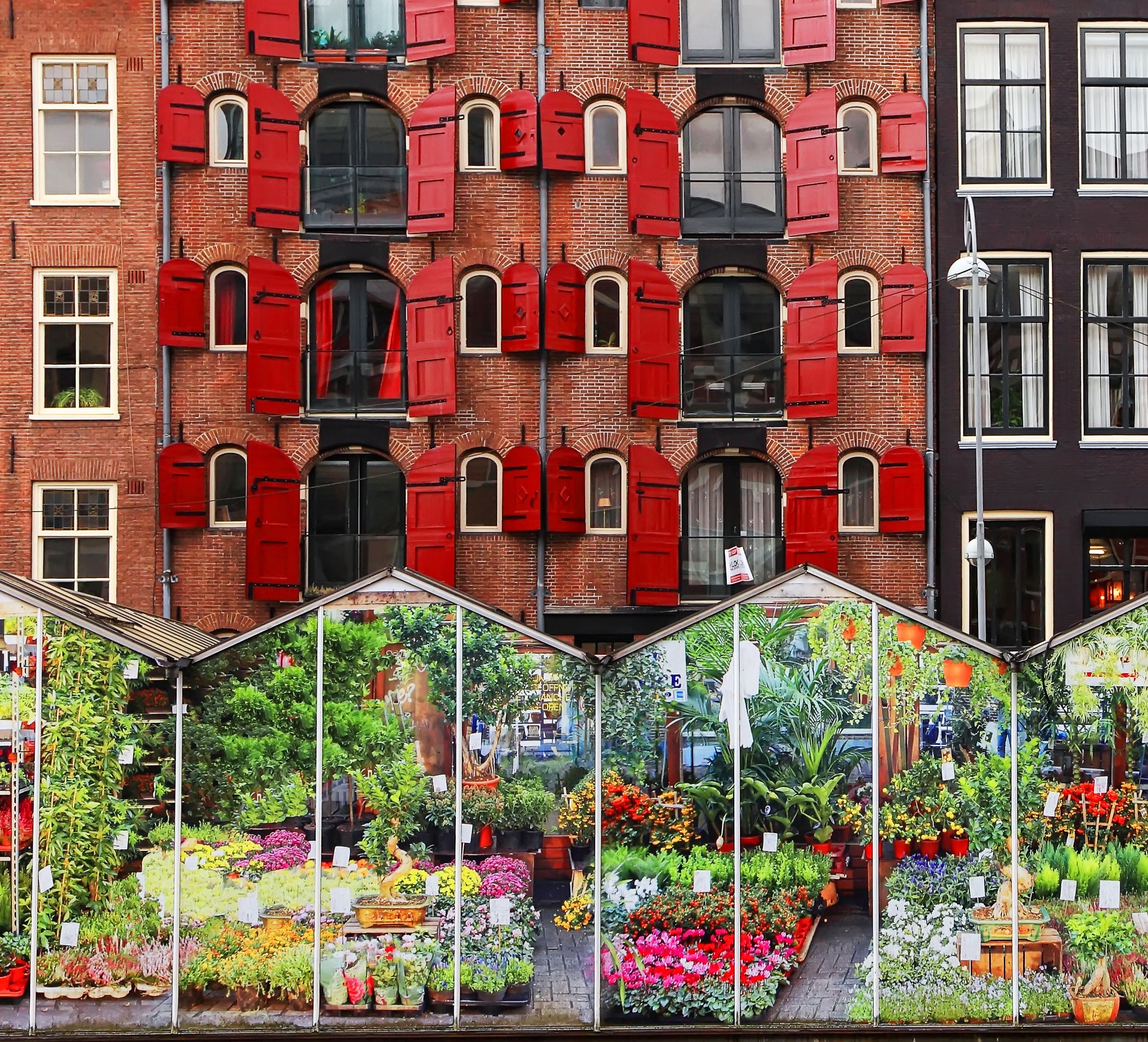 View of Amsterdam floating flower market (Bloemenmarkt) greenhouses moored in front of brick row houses at edge of Singel canal. 