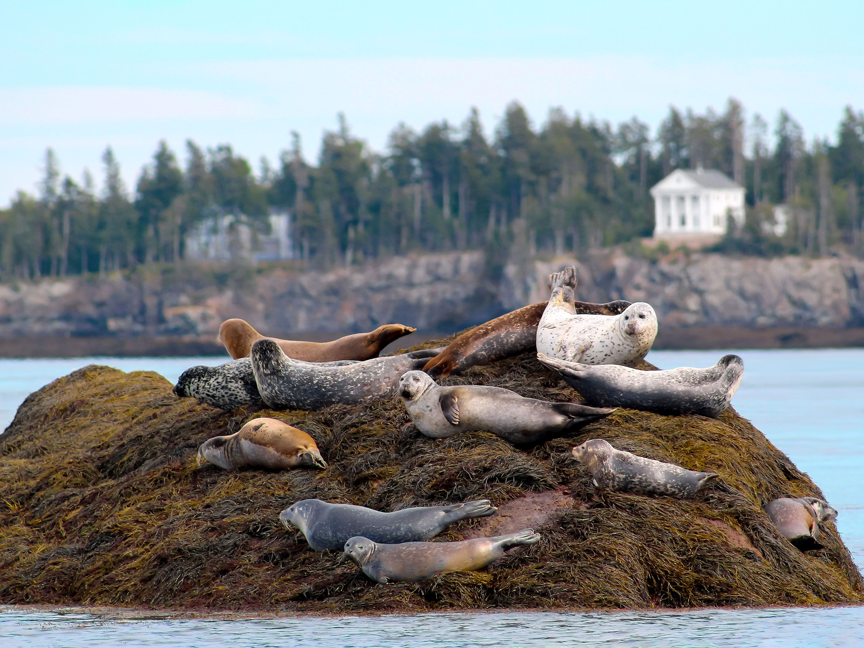 Several harbor seals lounge on a rock in the middle of water with a coastline in the distance.