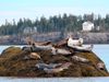 Several harbor seals lounge on a rock in the middle of water with a coastline in the distance.