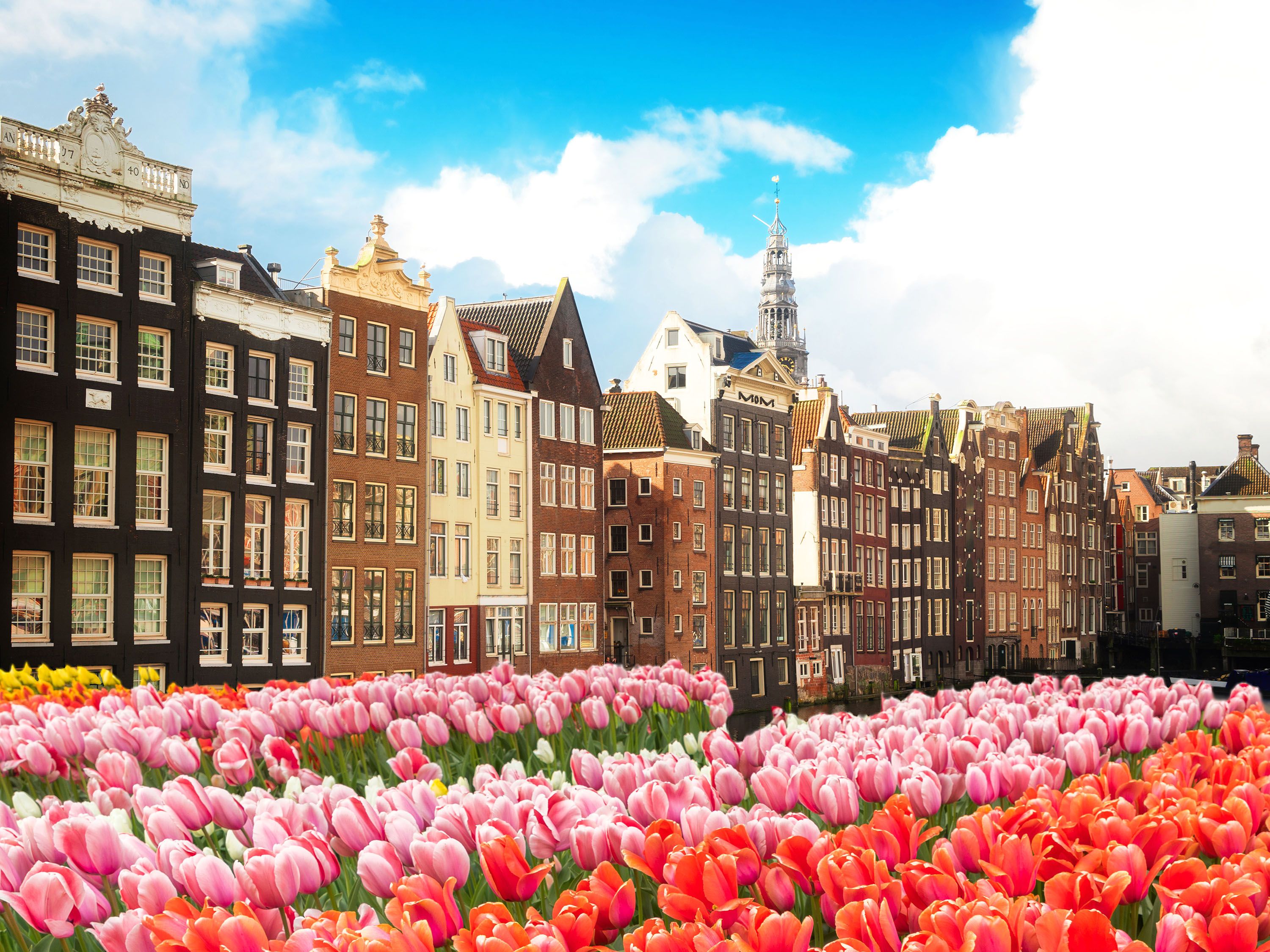 Fields of red and pink tulips in front of row buildings.