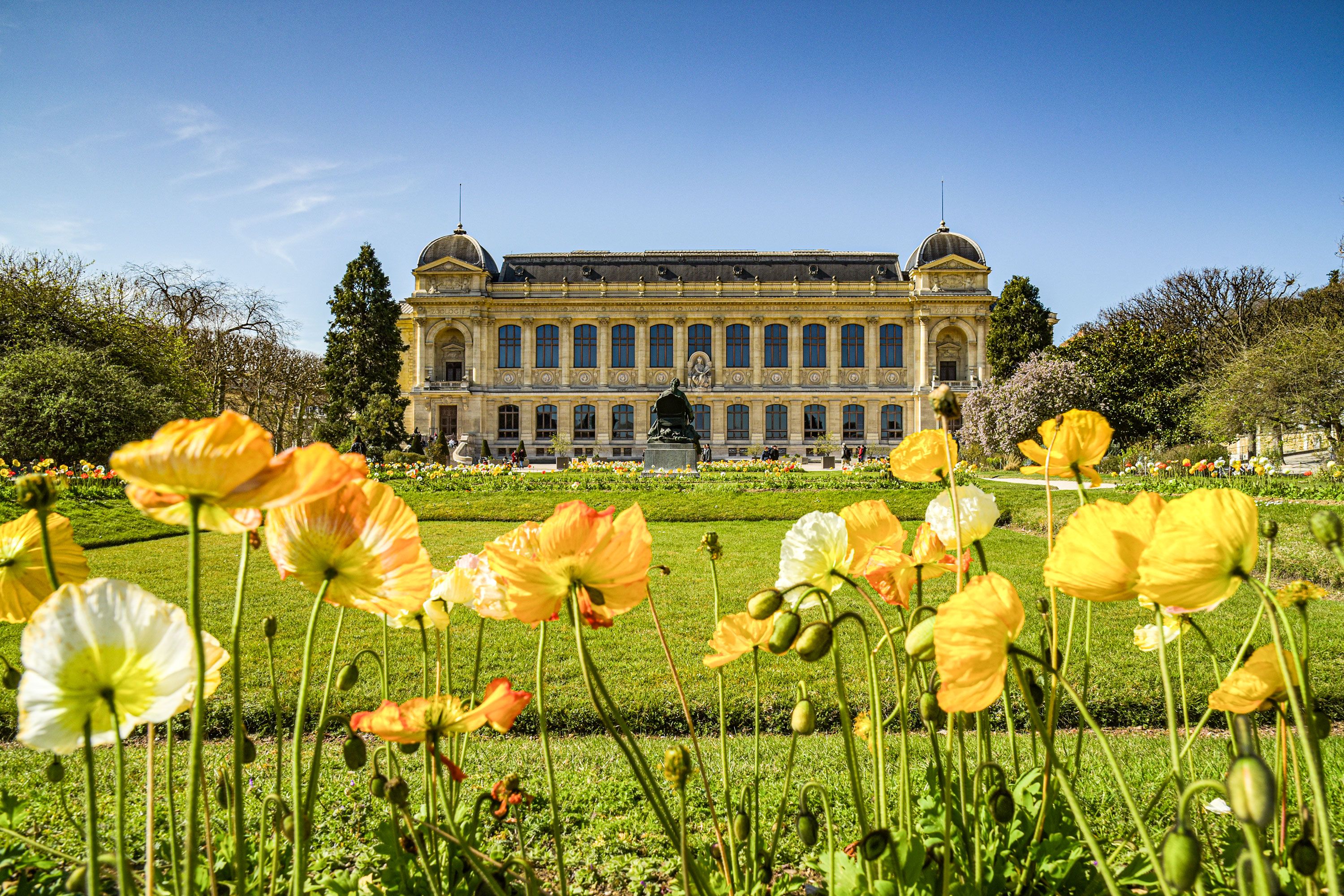 A slightly blurred yellow flowers in the foreground with the Botanical Garden of Paris building in sharp focus in the background