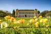A slightly blurred yellow flowers in the foreground with the Botanical Garden of Paris building in sharp focus in the background