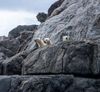 Go wildlife-watching