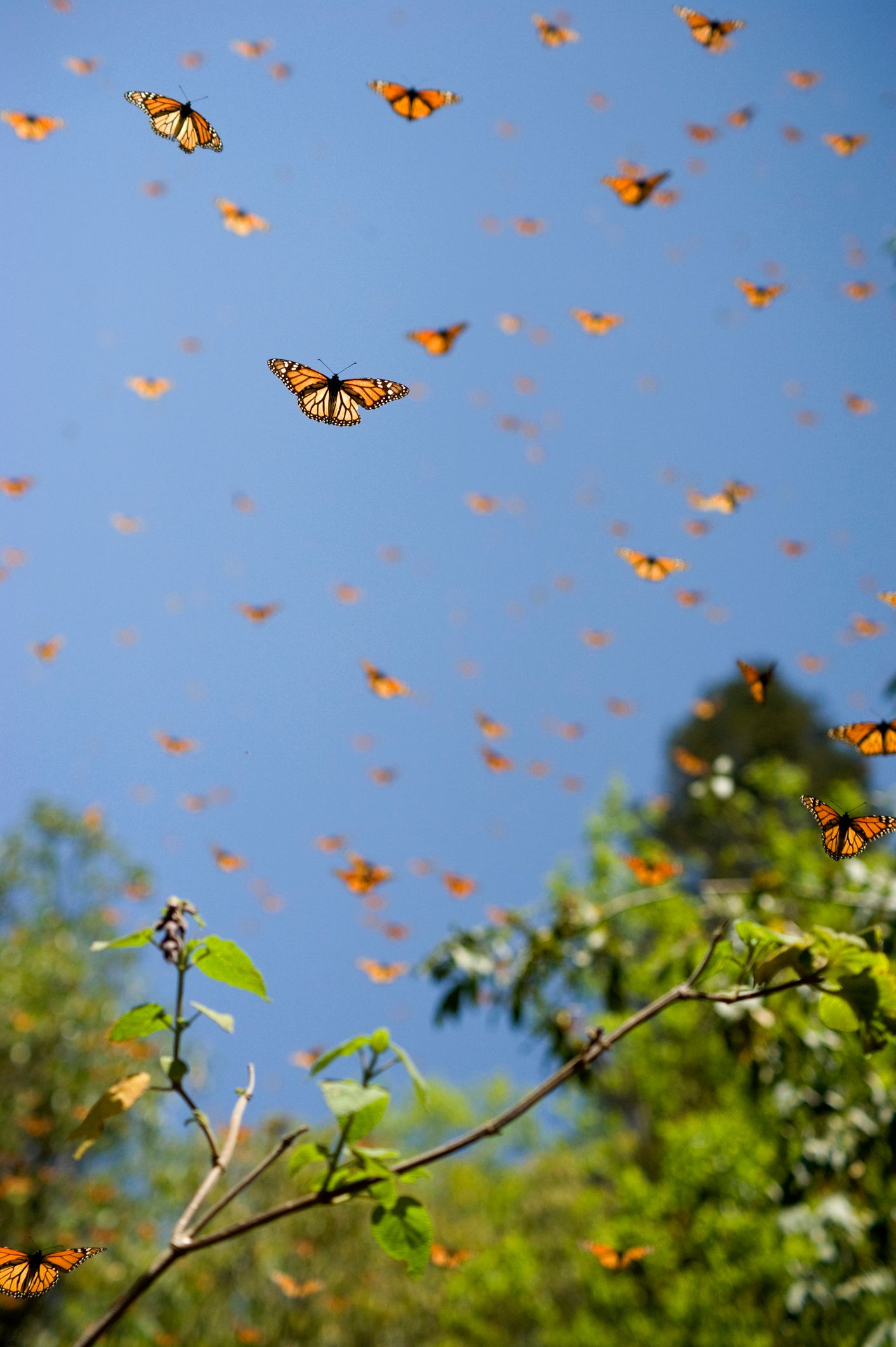 Monarch butterflies scatter across a clear sky above the treetops, with one in sharp focus mid-glide.