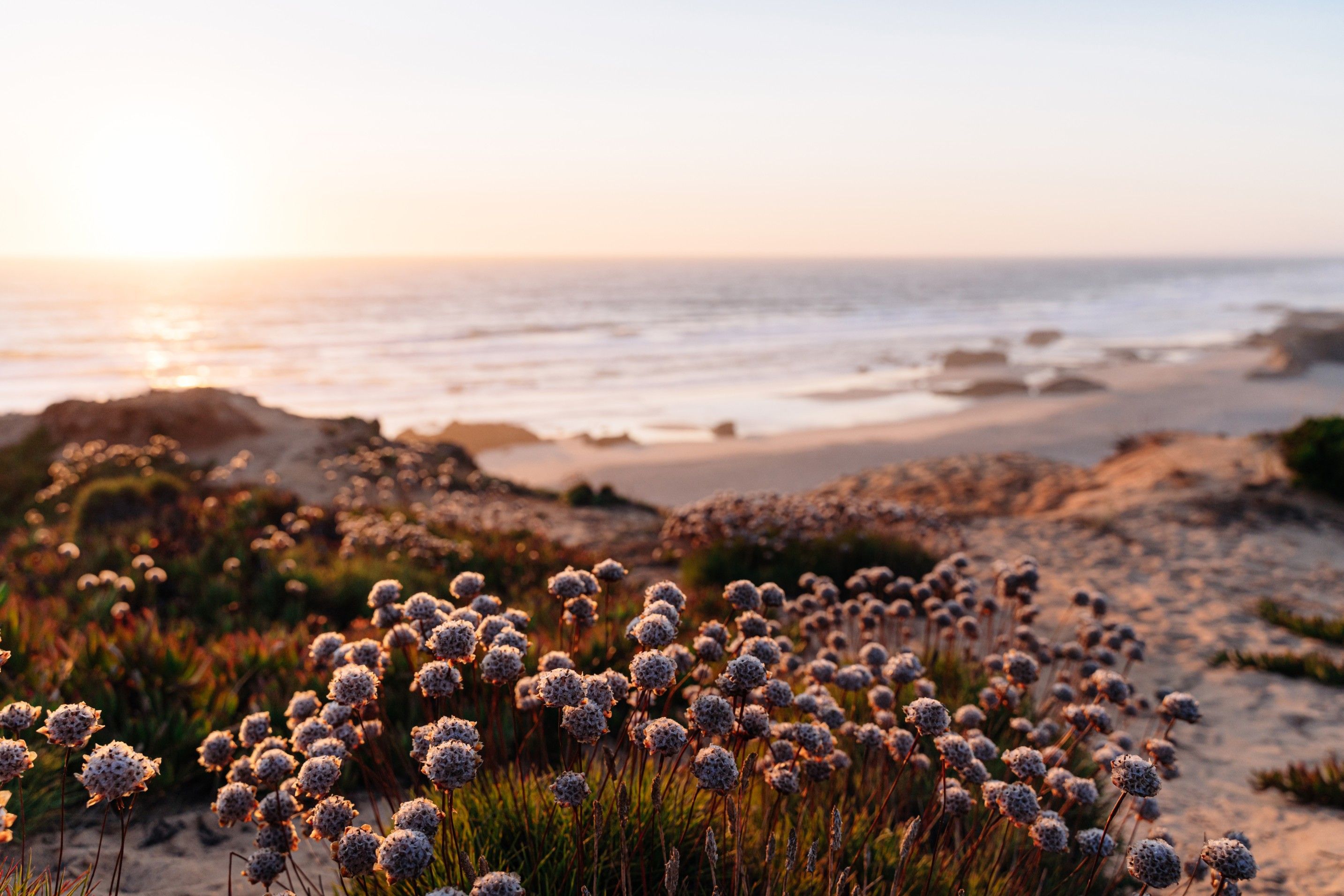 Wild nature in Alentejo