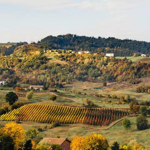 A vineyard can be spotted in the lush, bright yellow and green hillside of Emilia-Romagna