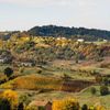 A vineyard can be spotted in the lush, bright yellow and green hillside of Emilia-Romagna