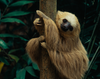  Monkey Island, Sloth Sanctuary Tour, and Panama Canal 