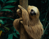 Monkey Island, Sloth Sanctuary Tour, and Panama Canal