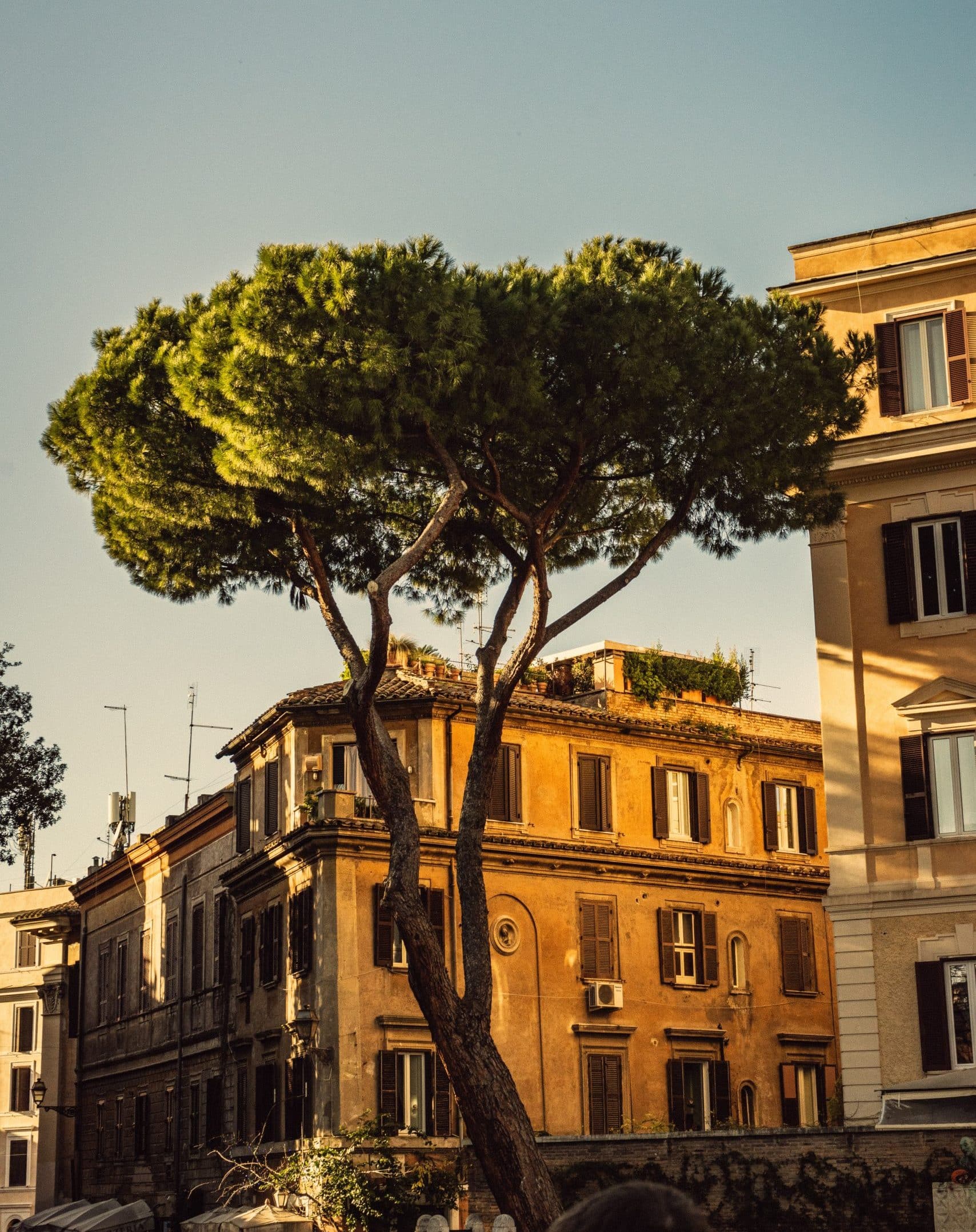 A grand building glows orange in evening sunlight, a sculptural pine tree in the foreground, in Rome