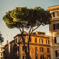 A grand building glows orange in evening sunlight, a sculptural pine tree in the foreground, in Rome