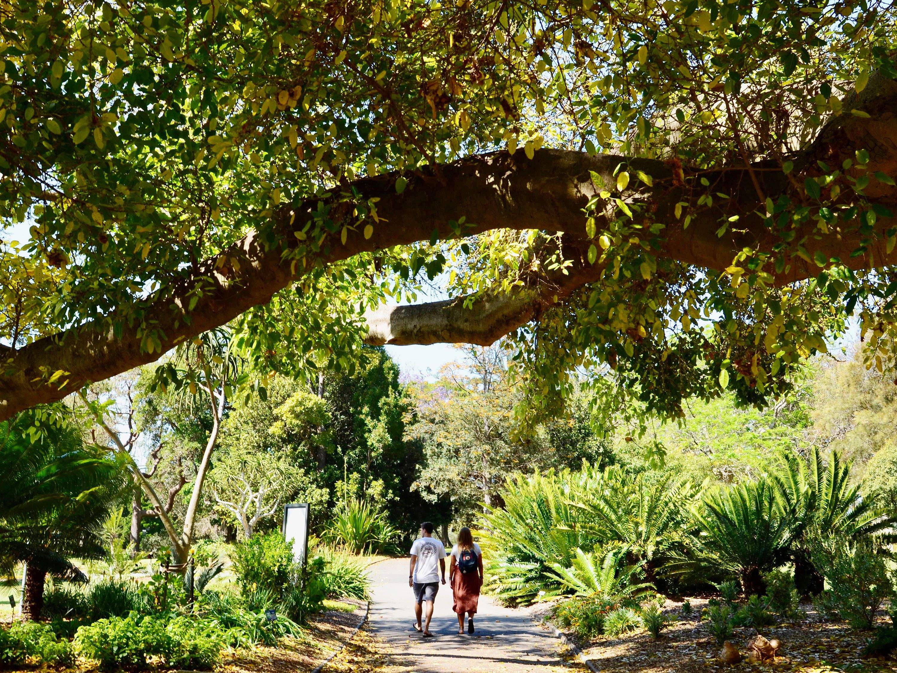 People walking on a pathway surrounded by greenery and a large tree overhead.