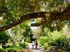 People walking on a pathway surrounded by greenery and a large tree overhead.
