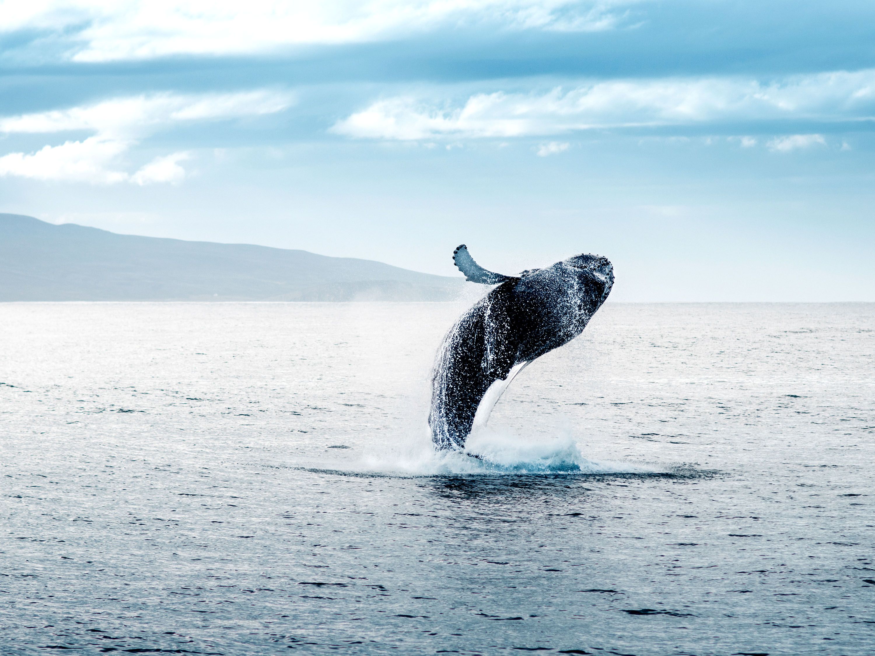 Whale breaches out of the water with a mountain landscape.