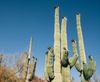 Giant Saguaros in Arizona