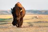 bison in yellowstone national park