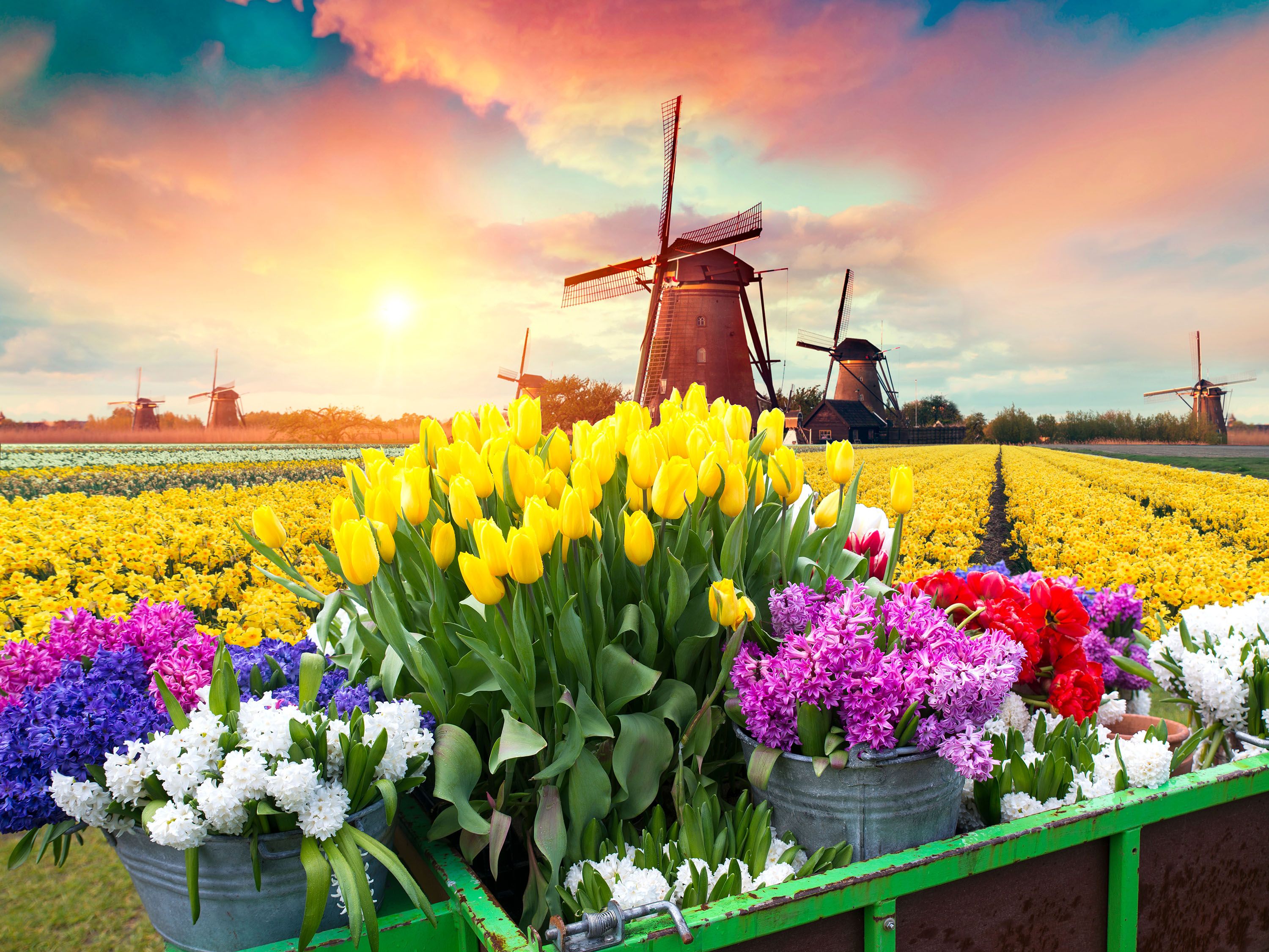 Yellow tulips and colorful flowers in buckets with fields of flowers and windmills.