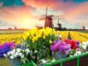 Yellow tulips and colorful flowers in buckets with fields of flowers and windmills.
