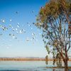 A flock of birds over water in the Northern Territory, Australia