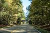 A quiet road passes beneath a small bridge, framed by tall trees.