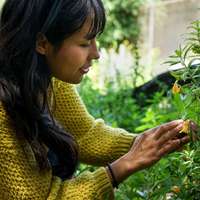 Herbalist Andrea Jimenez takes a closer look at a pretty yellow flower on a foraging trip