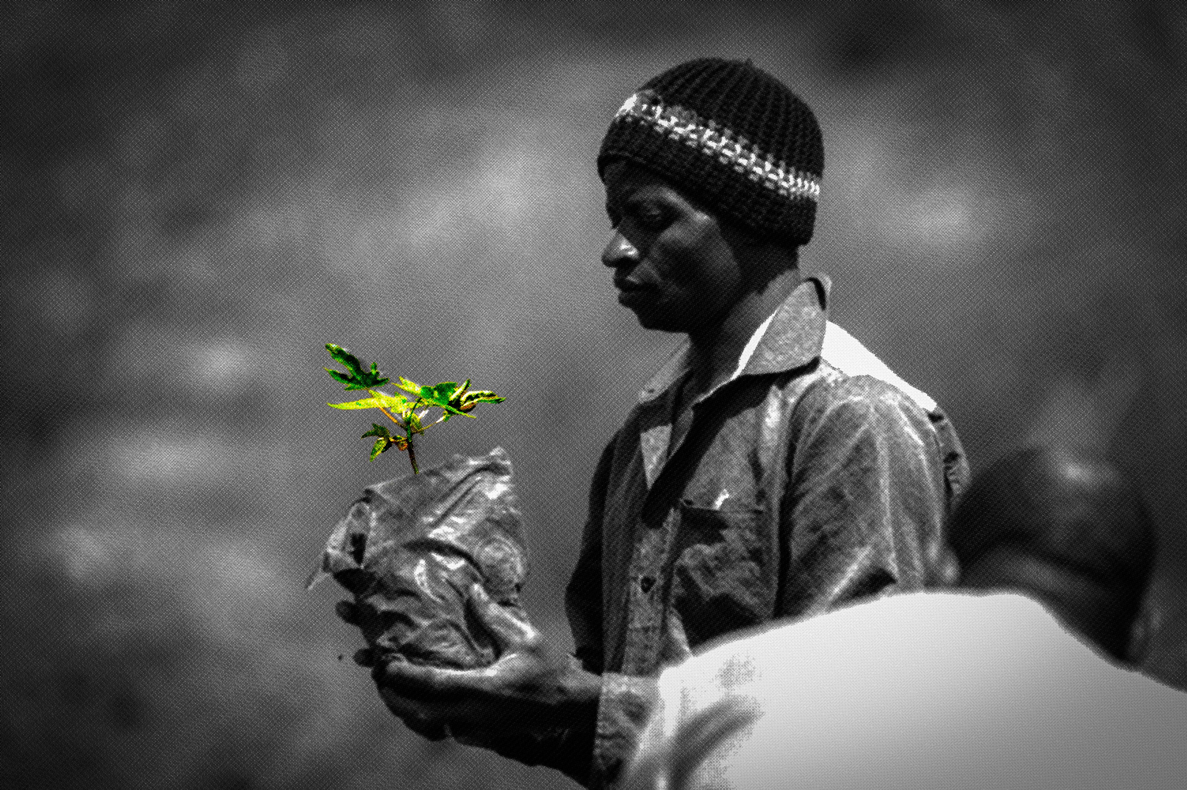 A man holding a tree seedling, ready to plant it