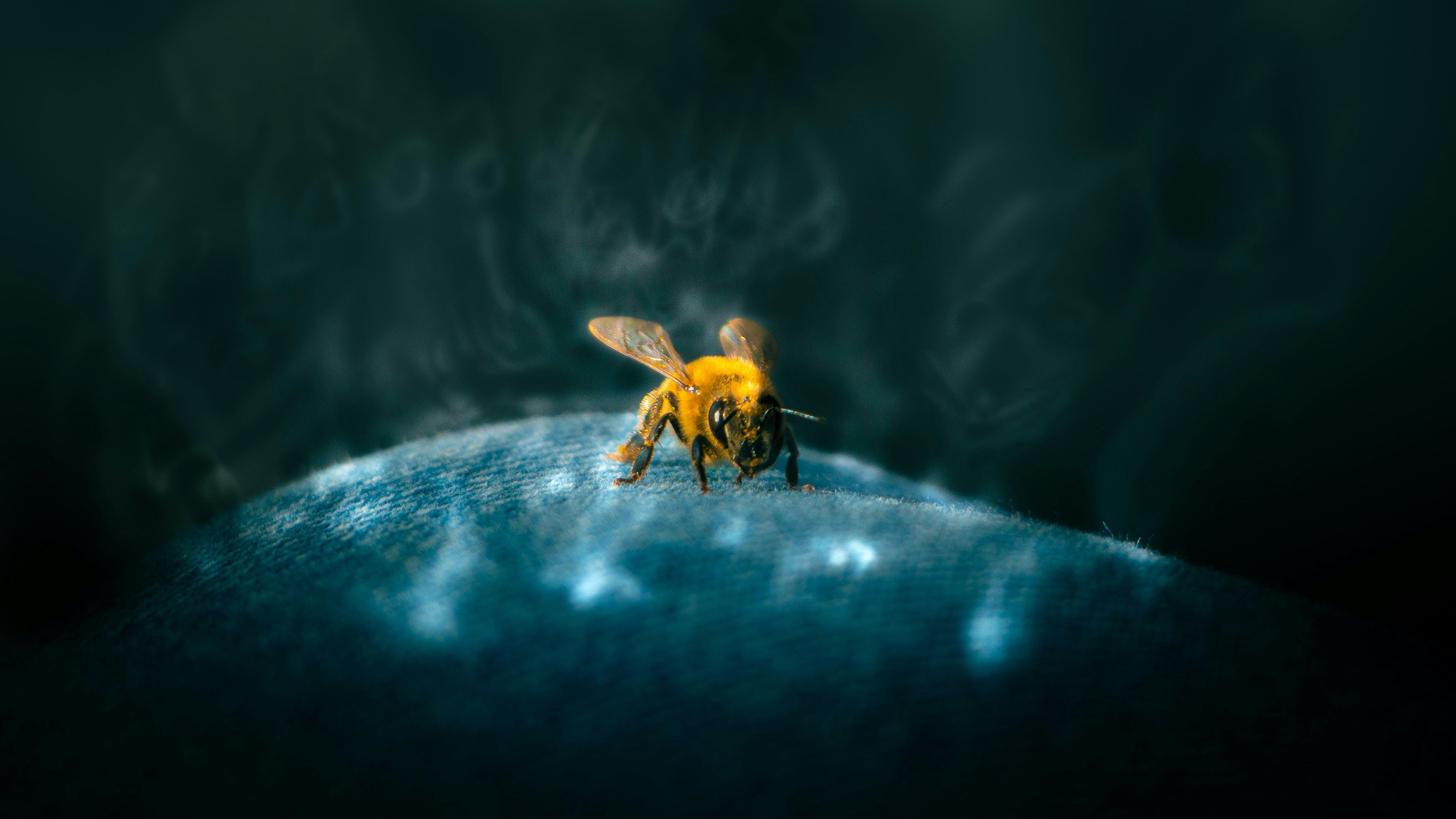 Illustrated Bee pollinating pair of API routes 