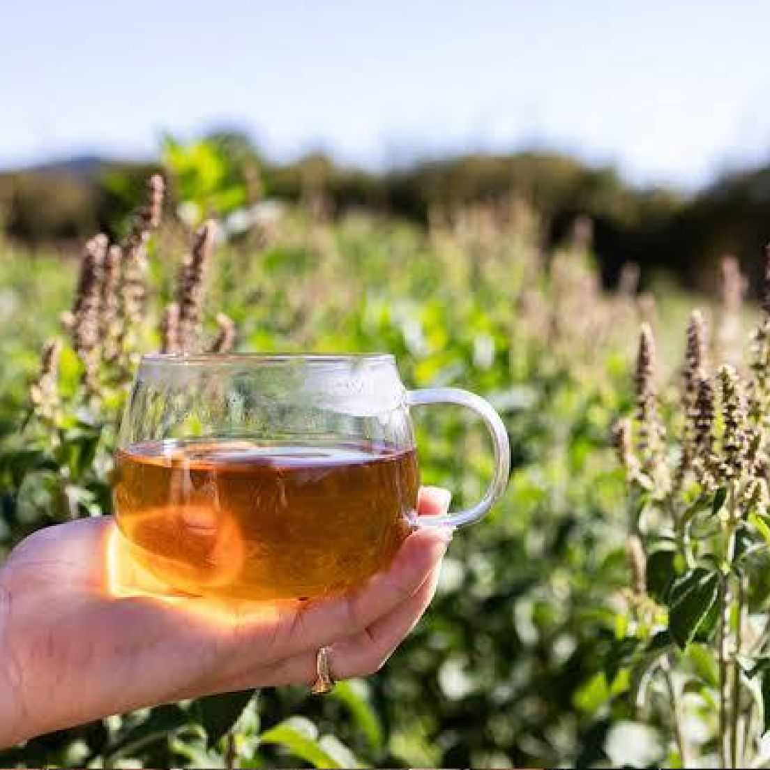 A hand holds a clear glass mug of herbal tea in a sunny outdoor setting. Green plants fill the background, conveying a calm and natural atmosphere.