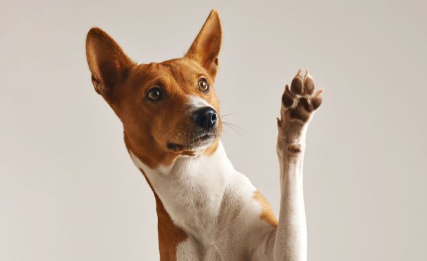 Dog raising paw