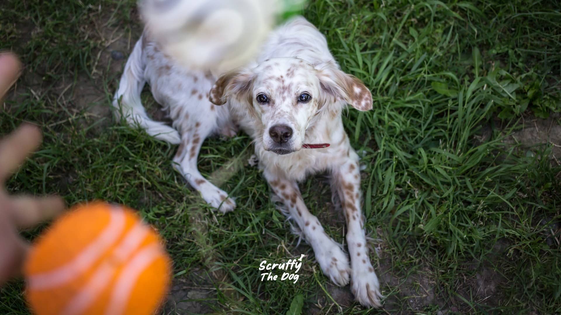 What Should You Not Do When Playing With Your Dog?