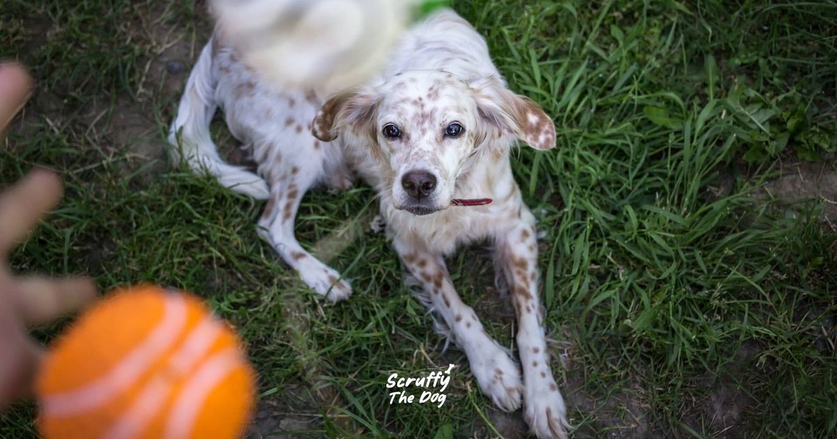 What Should You Not Do When Playing With Your Dog?