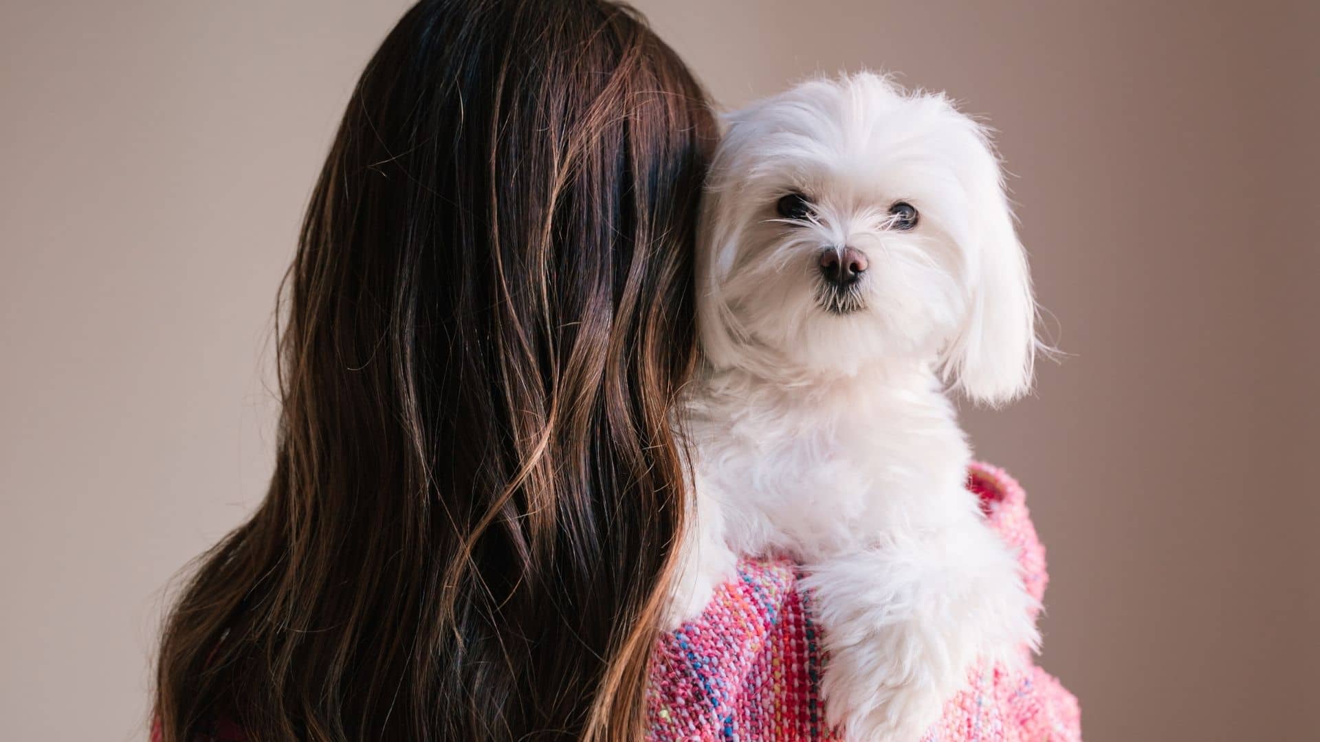 Why Do Small Dogs Help with Hypoallergenic Conditions?