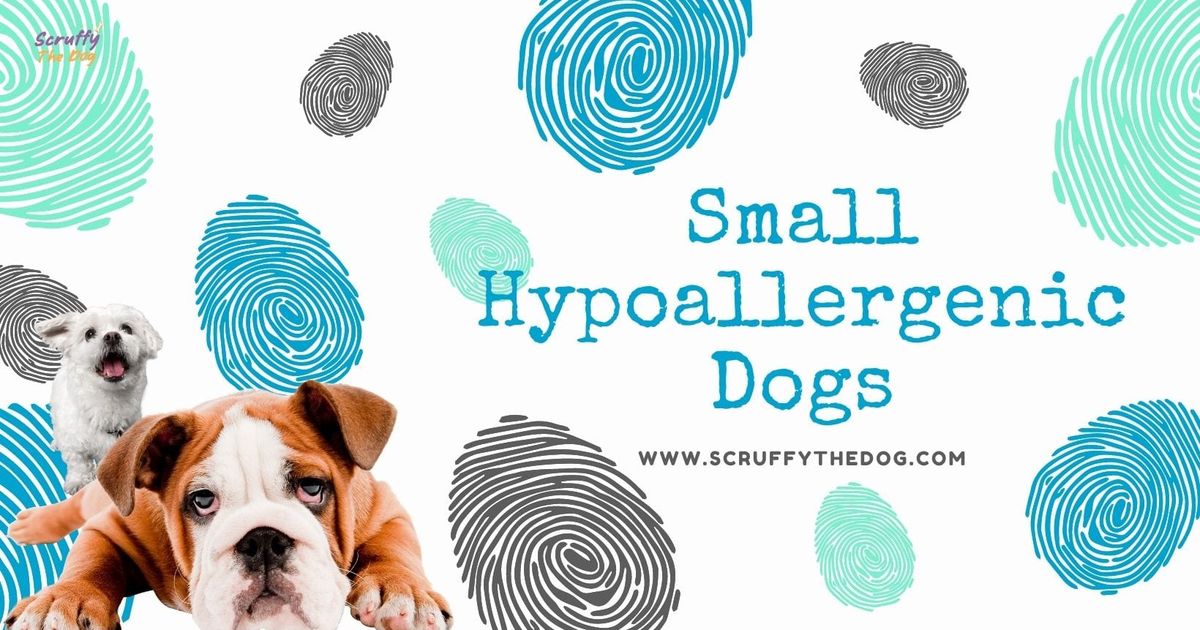 Small Hypoallergenic Dogs