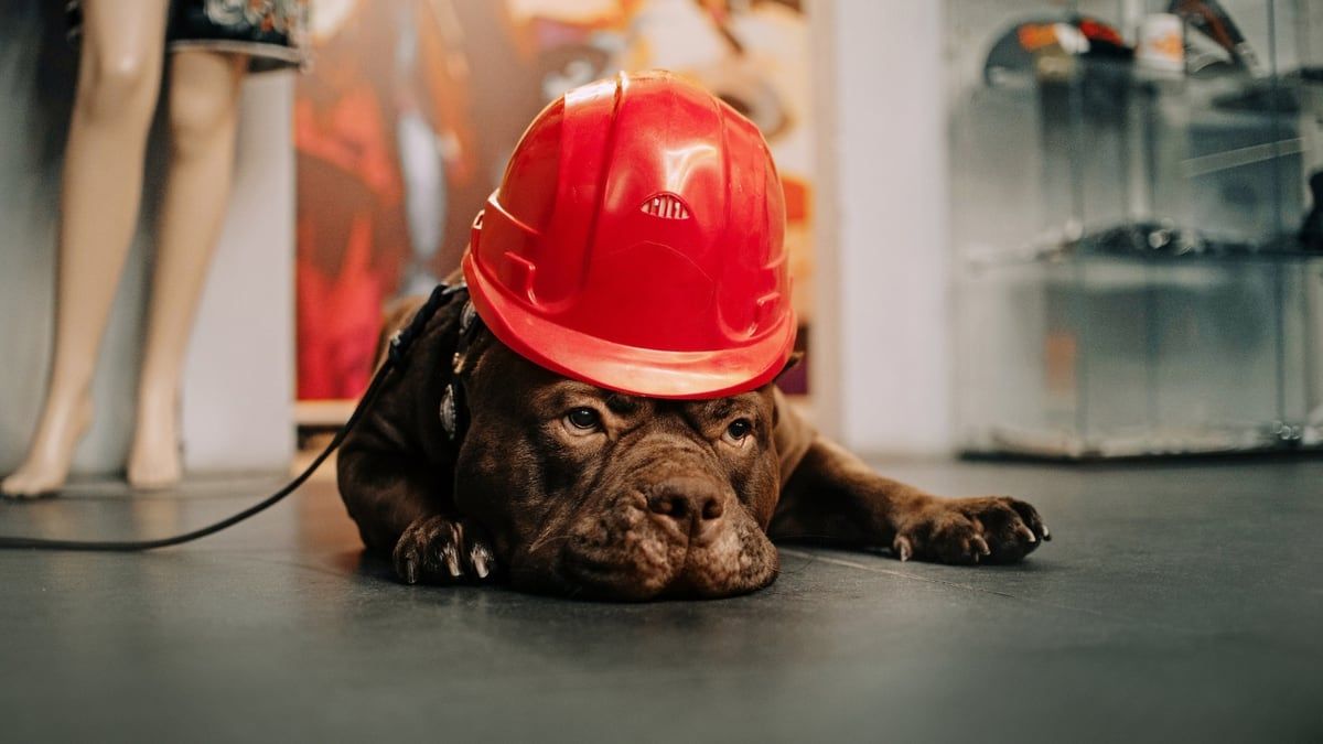 These Common Household Items Are Potentially Poisonous for Your Dog