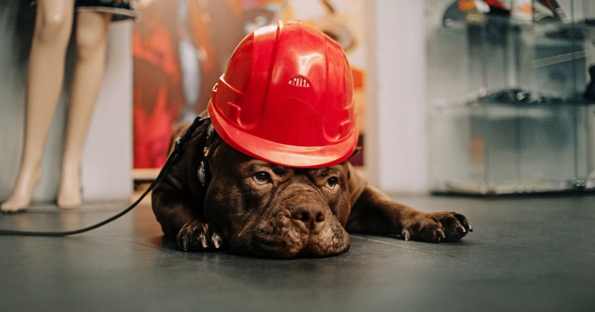 These Common Household Items Are Potentially Poisonous for Your Dog