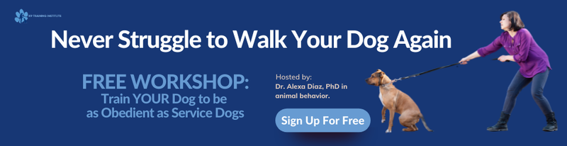 Free workshop to train your dog