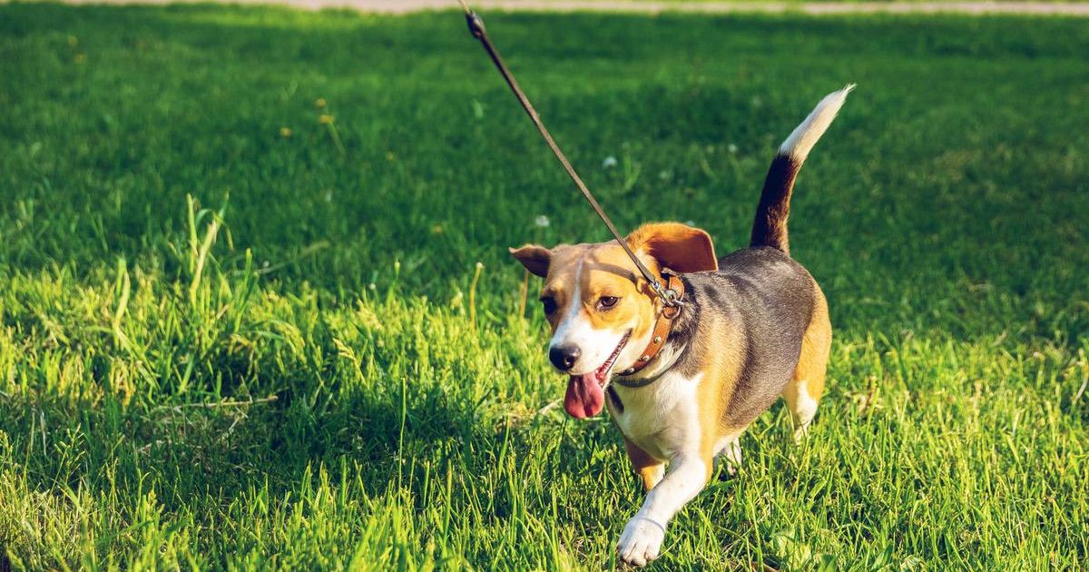 A Guide to Agility Training