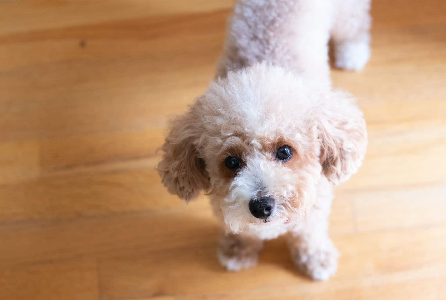 5 Small Dog Breeds that Don’t Shed & Why You Should Keep Them