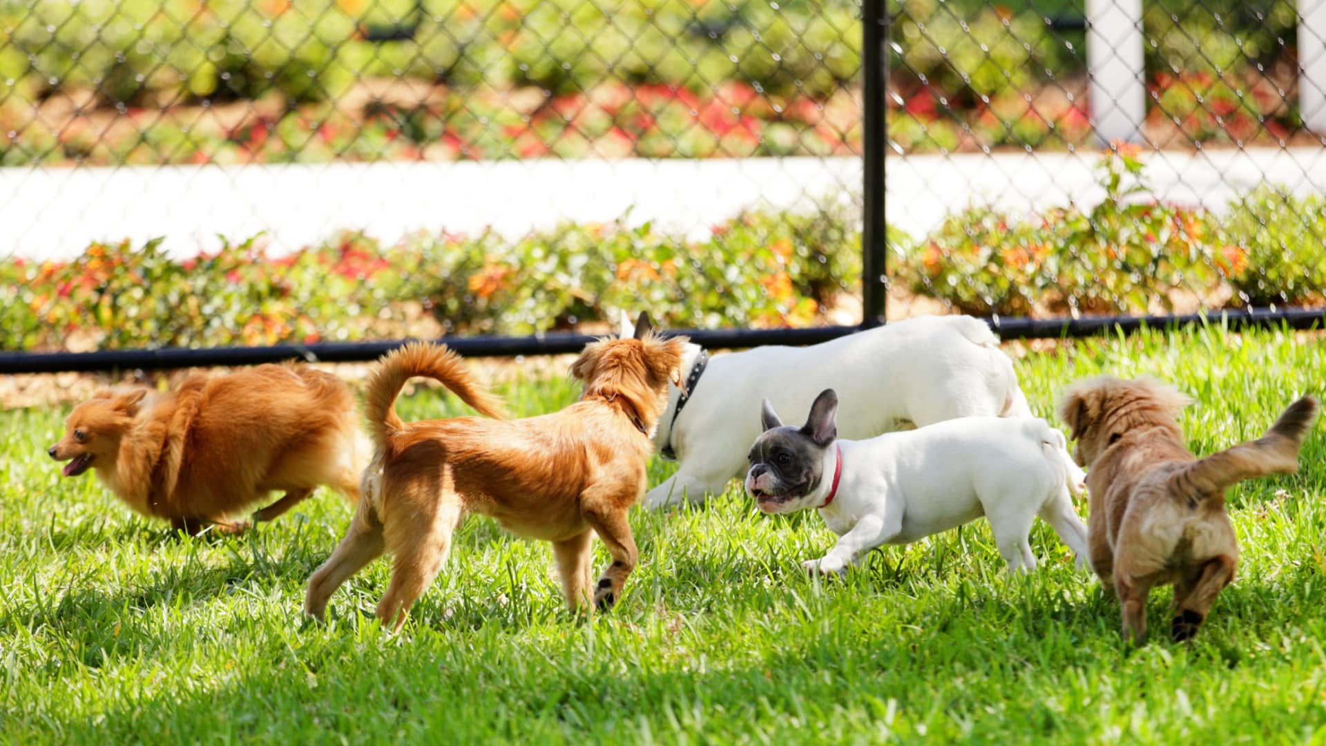Help Your Dog Get Along With Other Dogs With These Simple Ideas