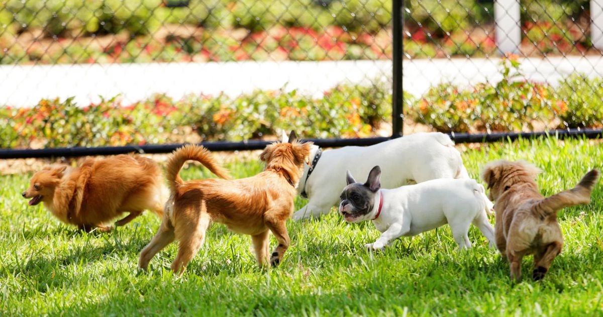 Help Your Dog Get Along With Other Dogs With These Simple Ideas