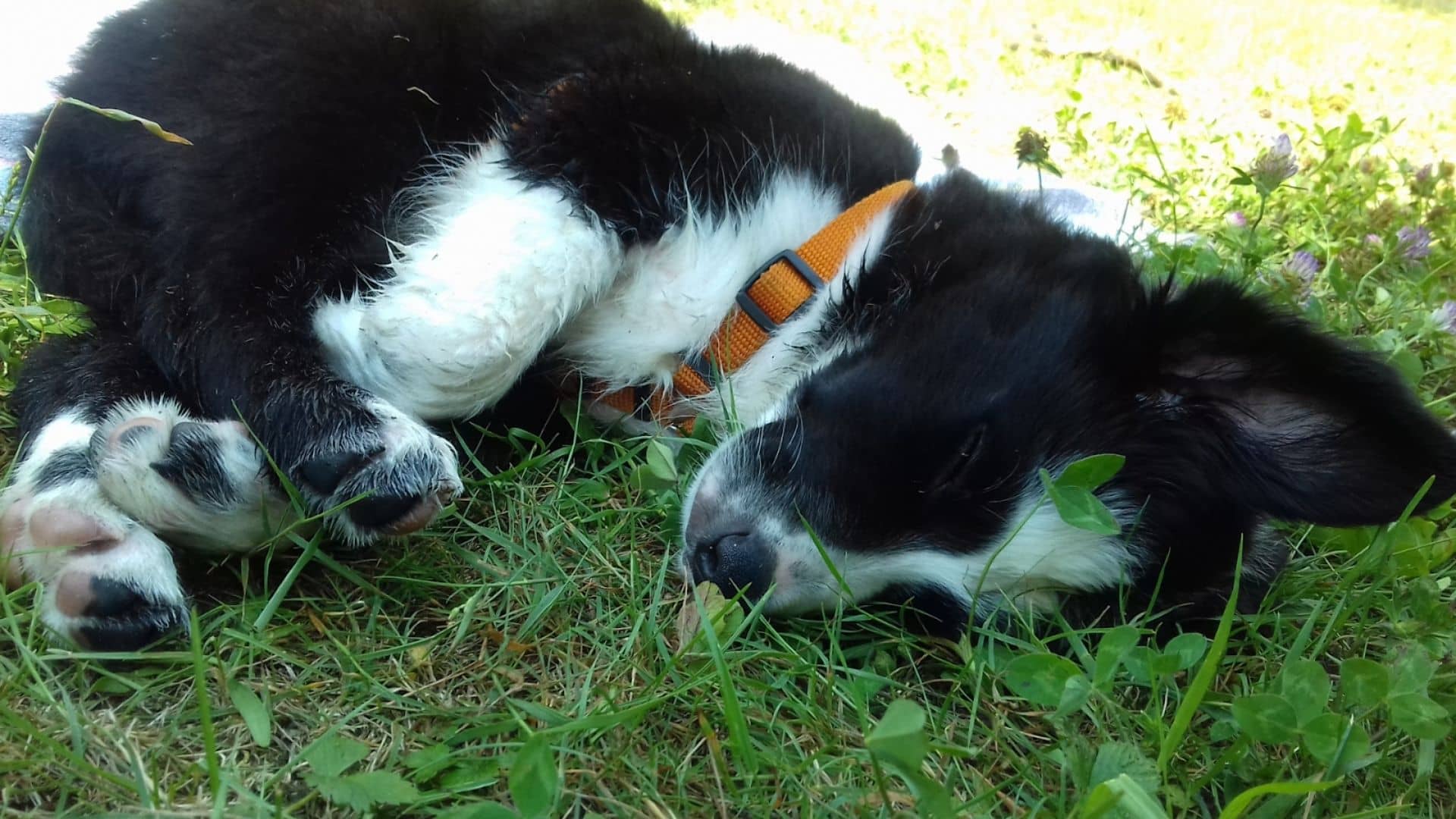 How To Cope With the Death Of Your Dog?