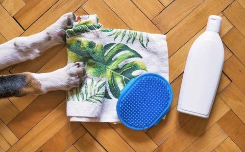 Dog Grooming 101: What Every Owner Should Know