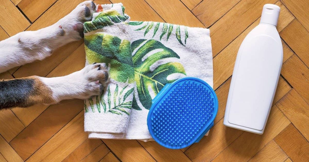 Dog Grooming 101: What Every Owner Should Know